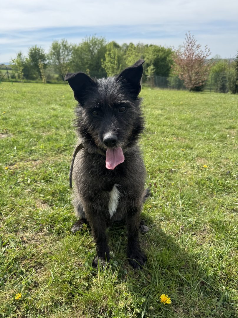 Yoda