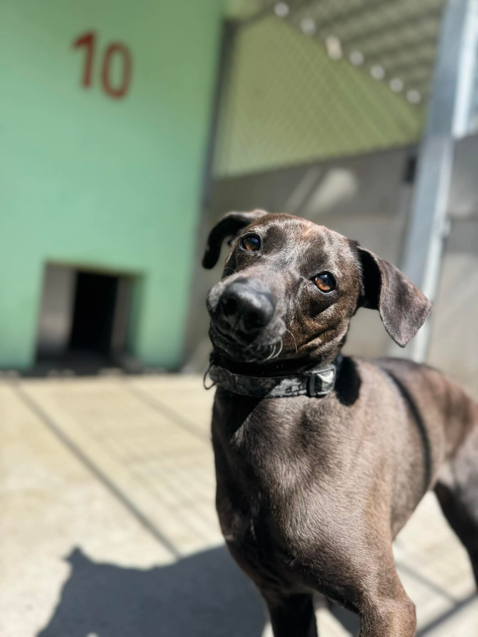 Rex