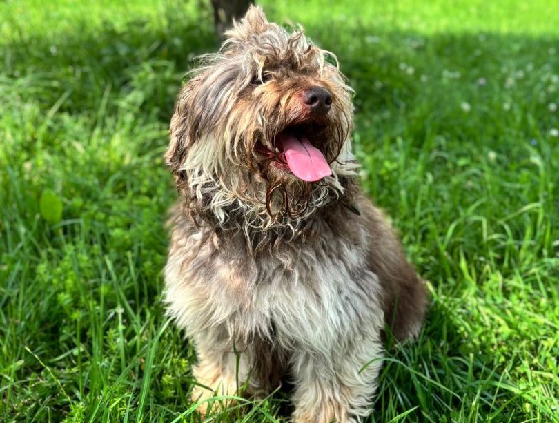 Roki