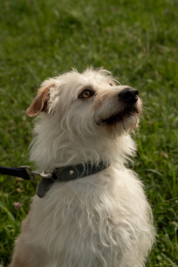 Bogdan