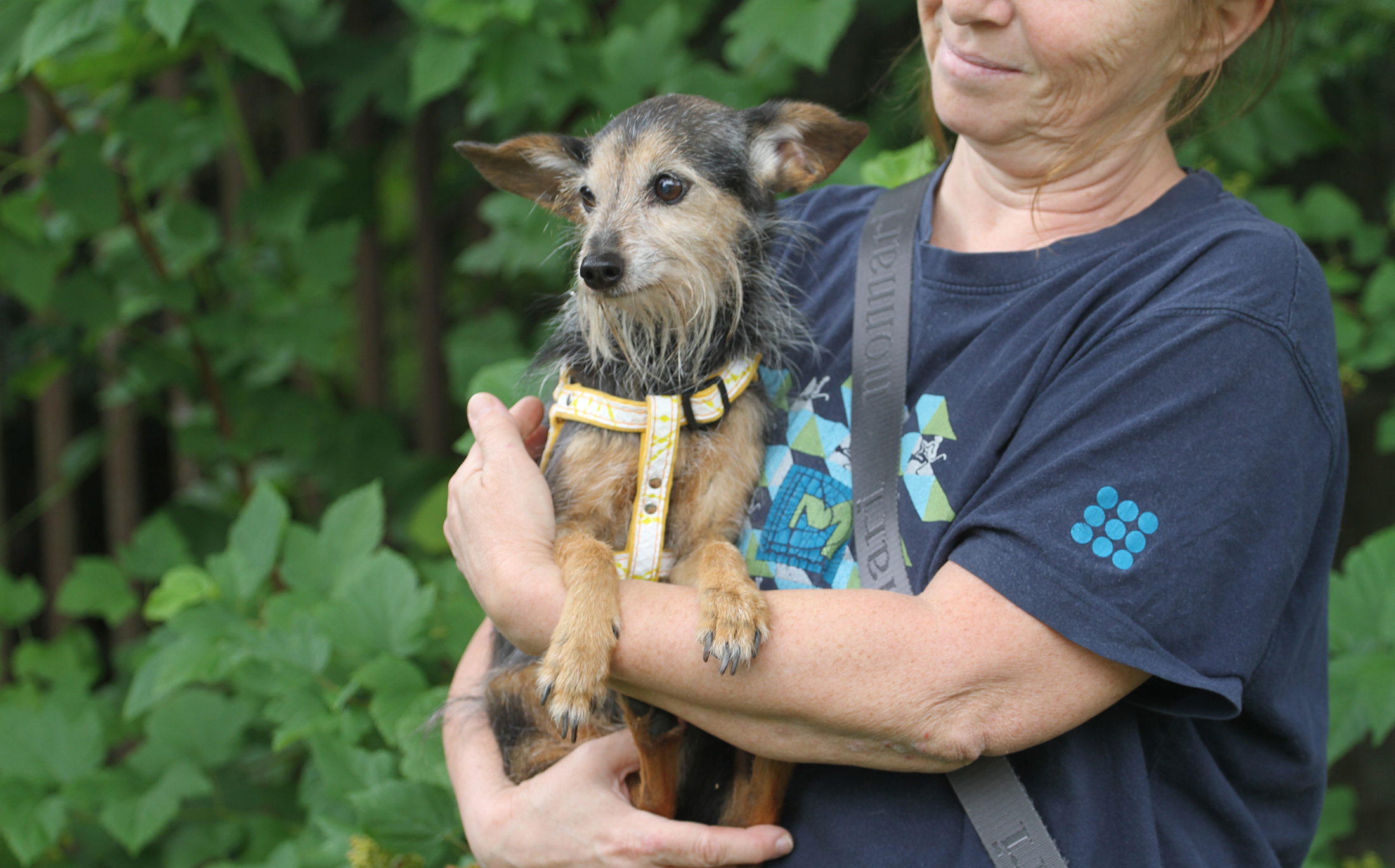 Pies po rehabilitacji