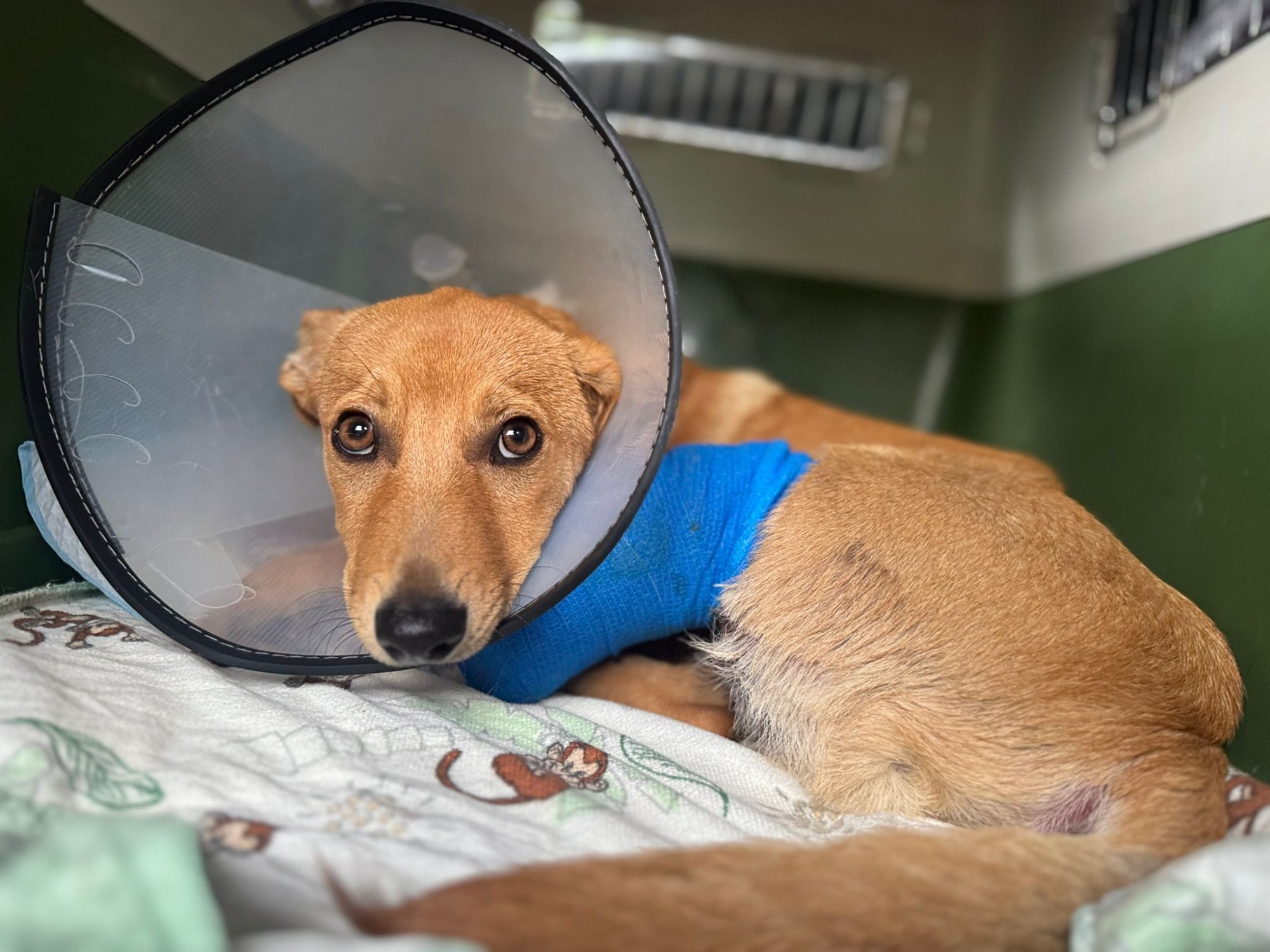 Podopieczny Psiej Ekipy po leczeniu