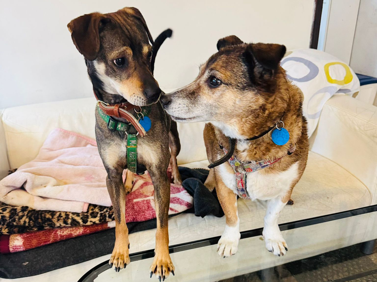 Domowe warunki w Psiej HAU-pie